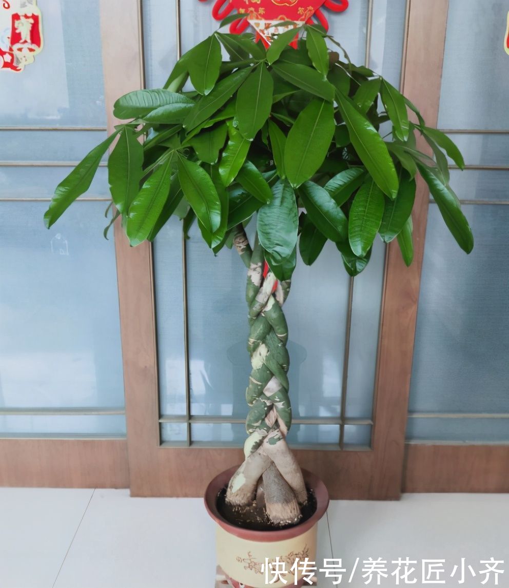 硫酸亚铁|养发财树有“4大忌”，轻则会黄叶，重则会烂根