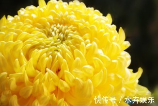 喜欢菊花,不如养盆“菊中珍品”黄鹤楼,似金玉起楼,绚丽典雅