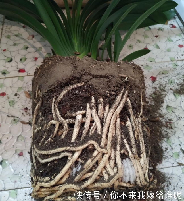 君子兰3大养护难题,一次性给你解决,今年准时开花!