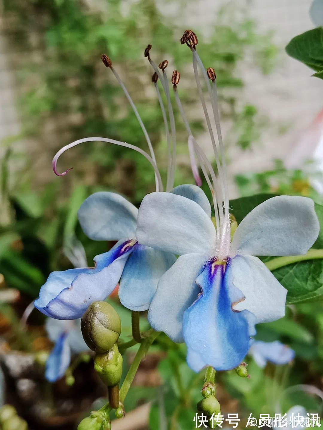 蓝蝴蝶|5种花真稀罕,叶子越晒越红彤彤,一盆能开20朵!