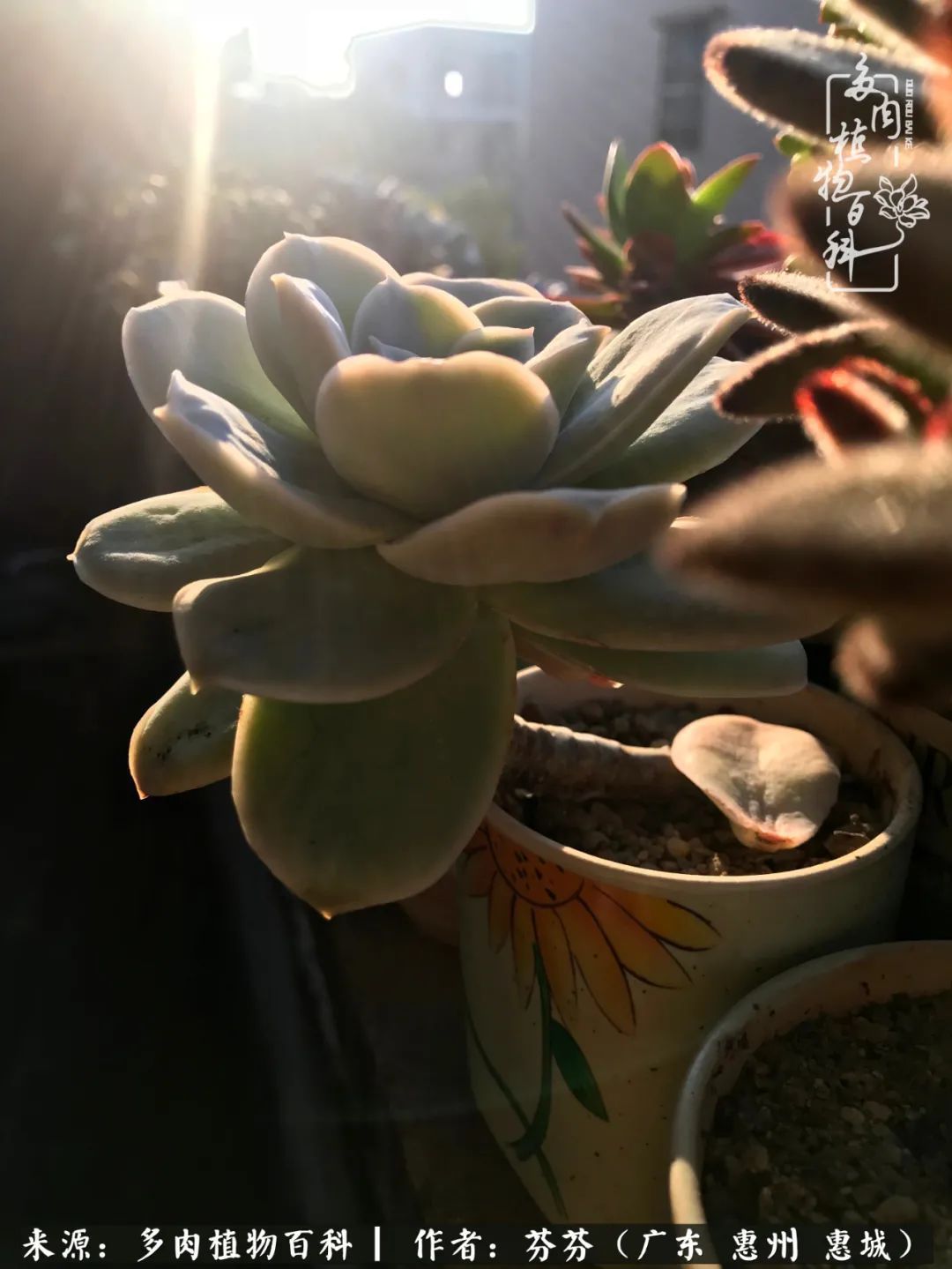 养花|一种爱好就是一种境界,养花养多肉可以培养一个人的心境!