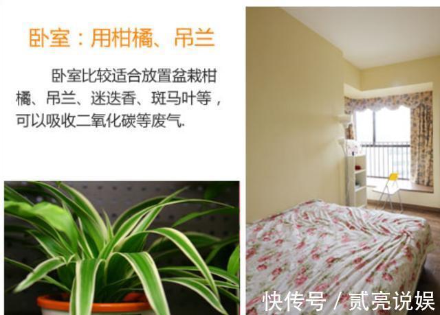 如何让家里更加的清新4个地方摆放绿植,给你带来不一样的感觉