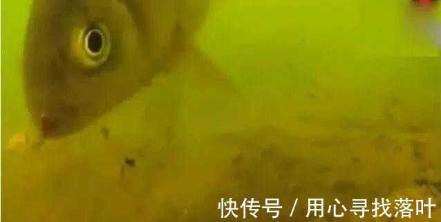 打隔夜窝也不能保证上鱼!钓位、窝料你都算准了吗!