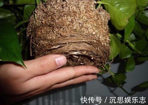 绿萝|怎样给绿萝换盆记住1个“小步骤”，新叶蹭蹭长，绿油油爬上墙