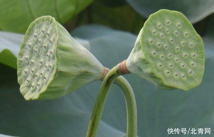 止血|一莲出九药，全身都是宝！花中君子原来有这么多功效