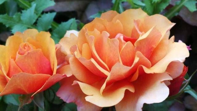 又美又香的月季花，还没入手太亏了，花期可是几百天