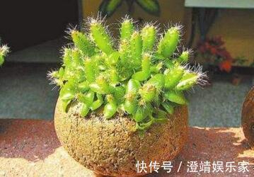 4种“果核”不要扔，埋土里，5天之后“惊喜”不断，观叶又收果！