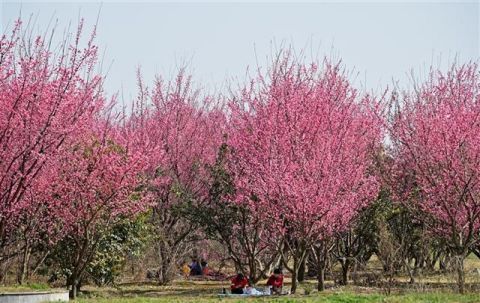 中年|花靓郊野引人来