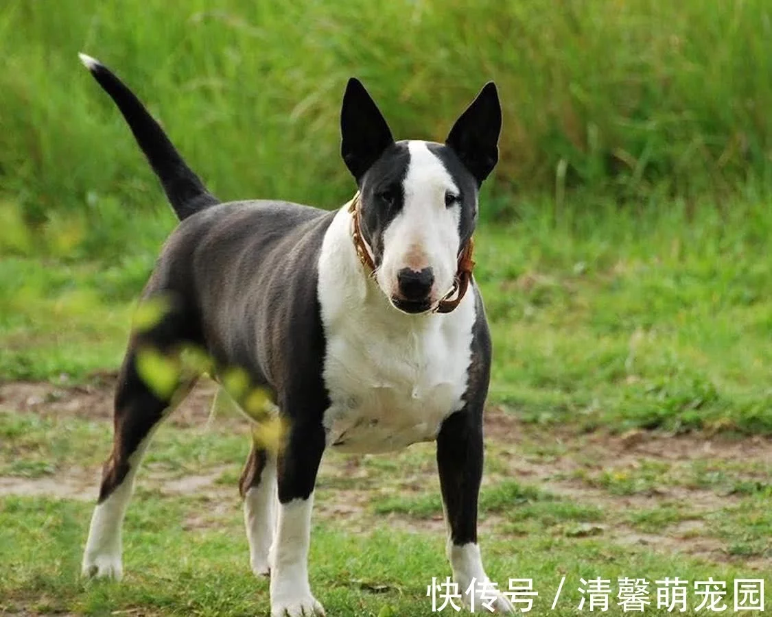 世上最凶猛的十大恶犬，藏獒在里面只能算小弟