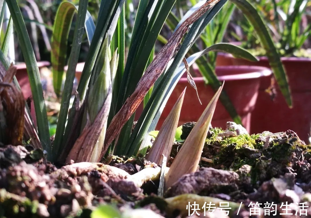 孕蕾|夏天太热,养兰花如果犯一个错,可能导致难孕蕾、不开花