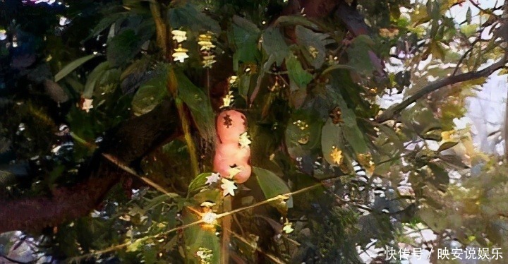 悟空|观音救活人参果树是分内之事,镇元子为何还要送她果子