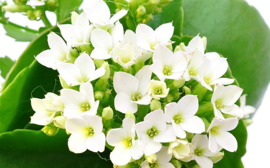 长寿花秋季怎么养才能长势好,有些细节千万要注意