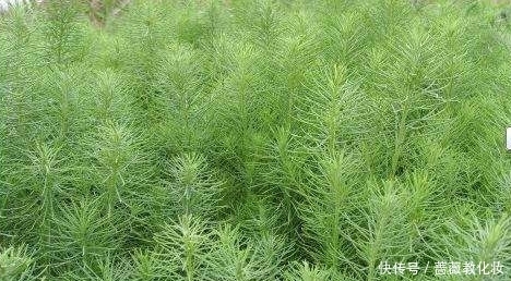 三高|农村这种野菜,市场上已达到了15元一斤,对“三高”有显著疗效