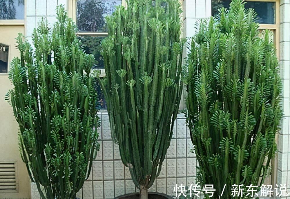 5种“毒花卉”,再漂亮也没用,家有孩子慎养,赶快丢到外面去