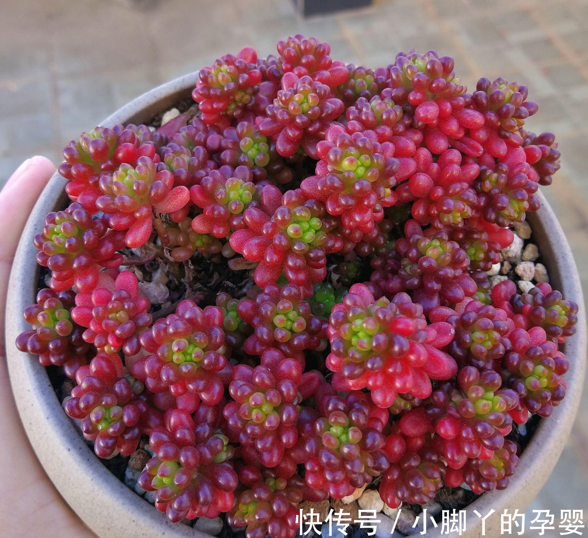 那些你可能不知道的多肉植物小秘密