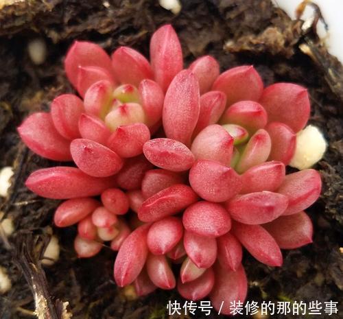出状态|养了2年的多肉红宝石,一盆全是红艳叶子,人人见了都夸美!
