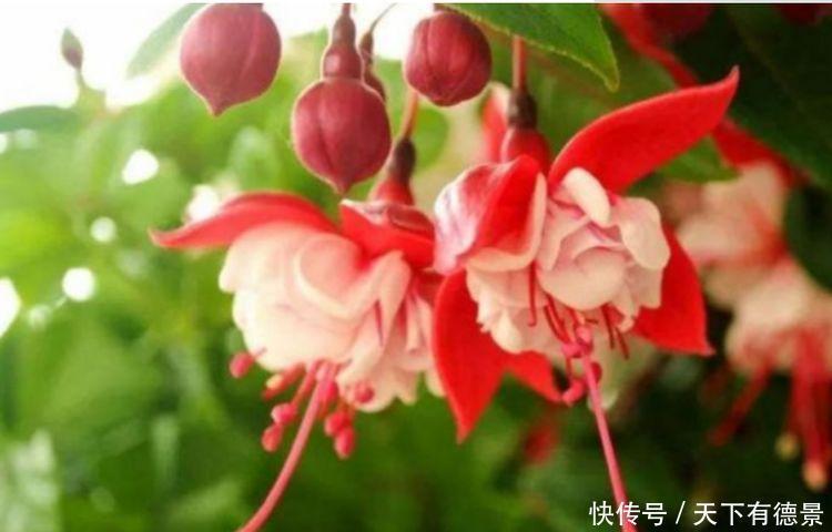 4种花一年四季开花不断，好养又漂亮，天天有花赏