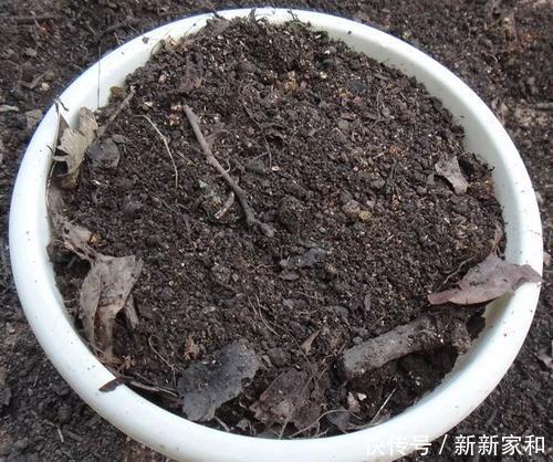 腐叶土|张大爷养花只用一种土,君子兰年年能开花,根壮叶片长得旺!