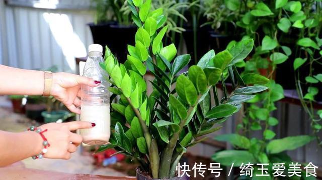 发财树|金钱树与发财树,谁更旺?左右为难,不如一起栽培