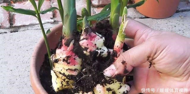 阳台还在晒衣服,拿来种菜可以吃上一整年,可香了!