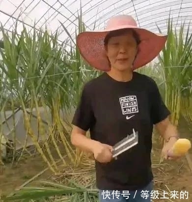 世界女排联赛|离开中国女排后，郎平享受退休生活！国庆节田间削甘蔗享受生活