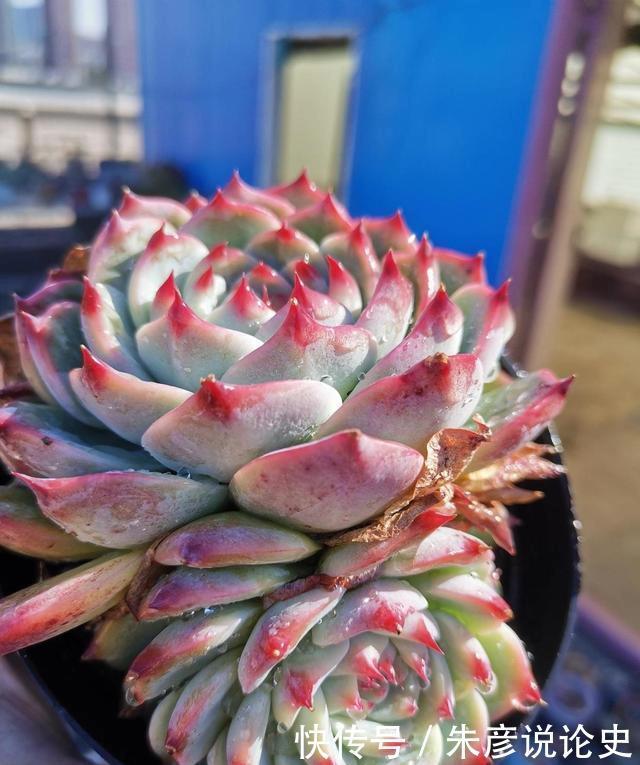 多肉换个名字,价格翻了3倍,2种人最容易吃大亏,学着机灵点
