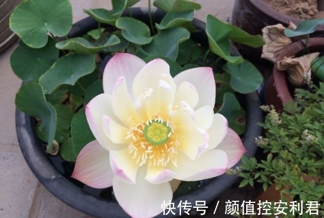 6种“仙气花”,美丽又动人,家里养一盆,就像捡到“大宝贝”