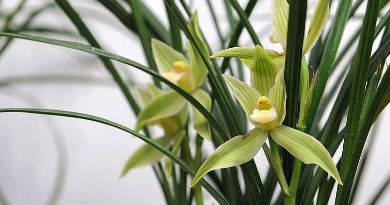 背阴的六种阳台花，放松心情的舒适区