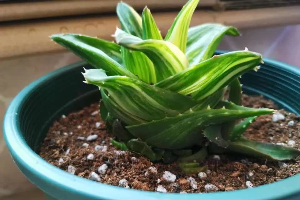 这5种耐旱花，浇水要小心，不烂根不黄叶，养旺很简单