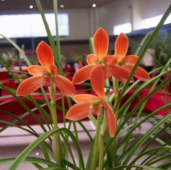  自带|此兰价格不菲，花色艳丽如玛瑙，养护简单如绿萝，开花后自带仙气