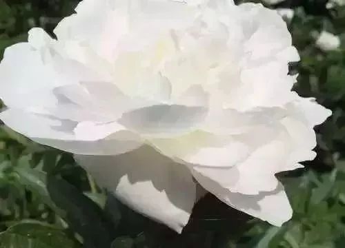 珊瑚台|牡丹盛开！盛况空前，绝对罕见，太美太漂亮了！