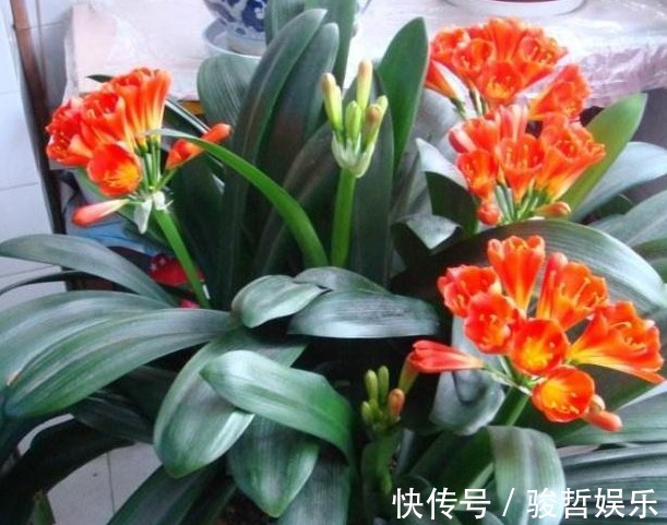 光照|君子兰难开花在盆里埋点“它”，花剑蹭蹭窜，叶子油绿开爆盆！