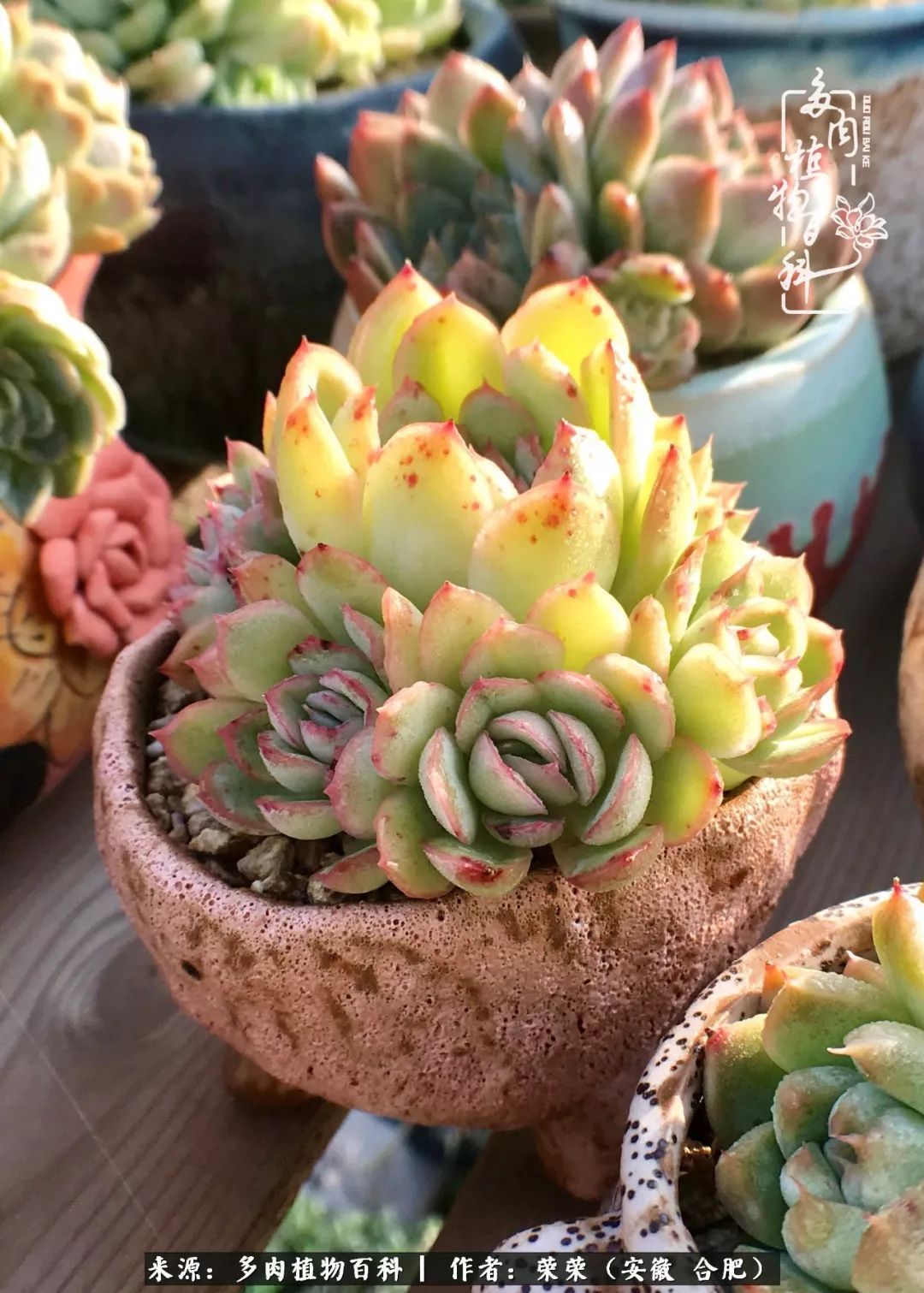 金秋时节,变化带来的惊喜不正是养肉的乐趣所在么!