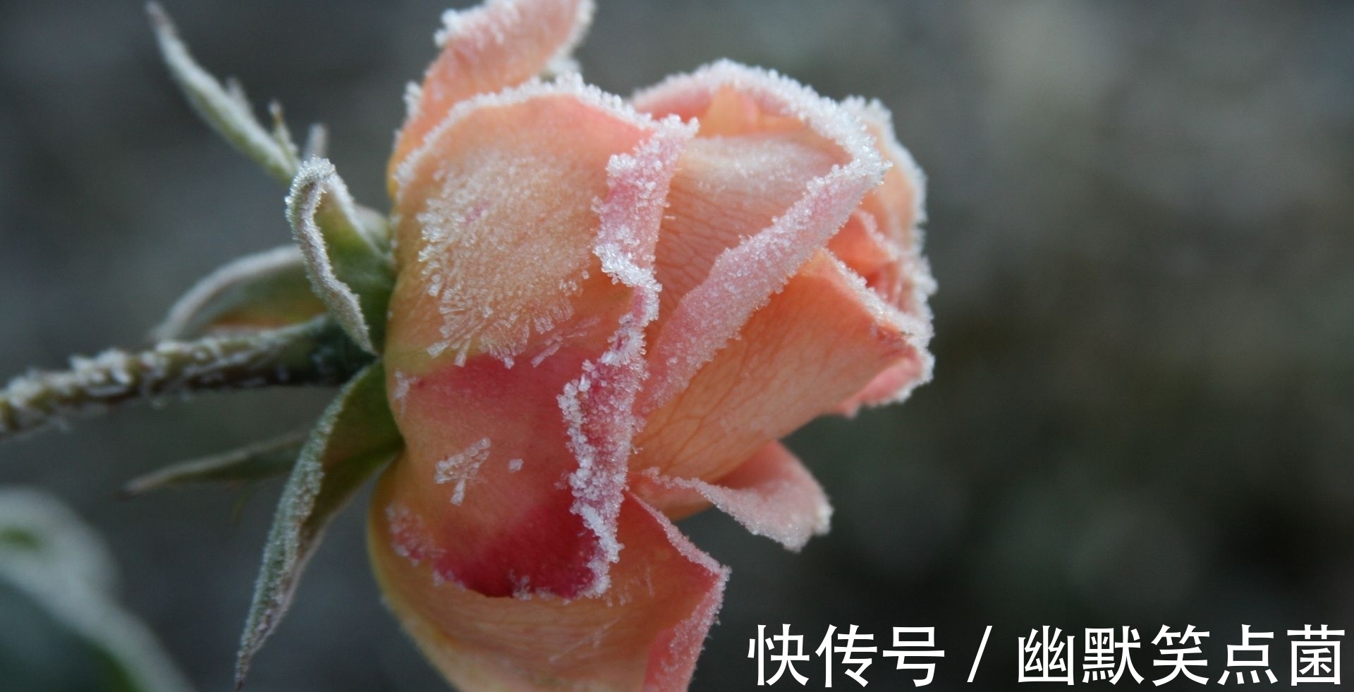 苦涩|苏轼晚年最凄凉的诗句:“小儿误喜朱颜在,一笑那知是酒红”