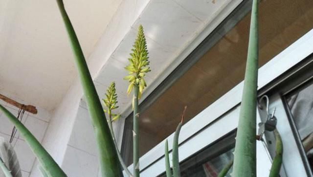 肥厚|养芦荟，记住1个小要点，侧芽冒20个，叶片翠绿肥厚，一年爆盆