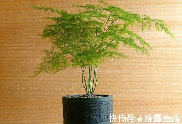 天冷文竹容易黄叶,准是5个原因导致的,冬季养它要合理避免!