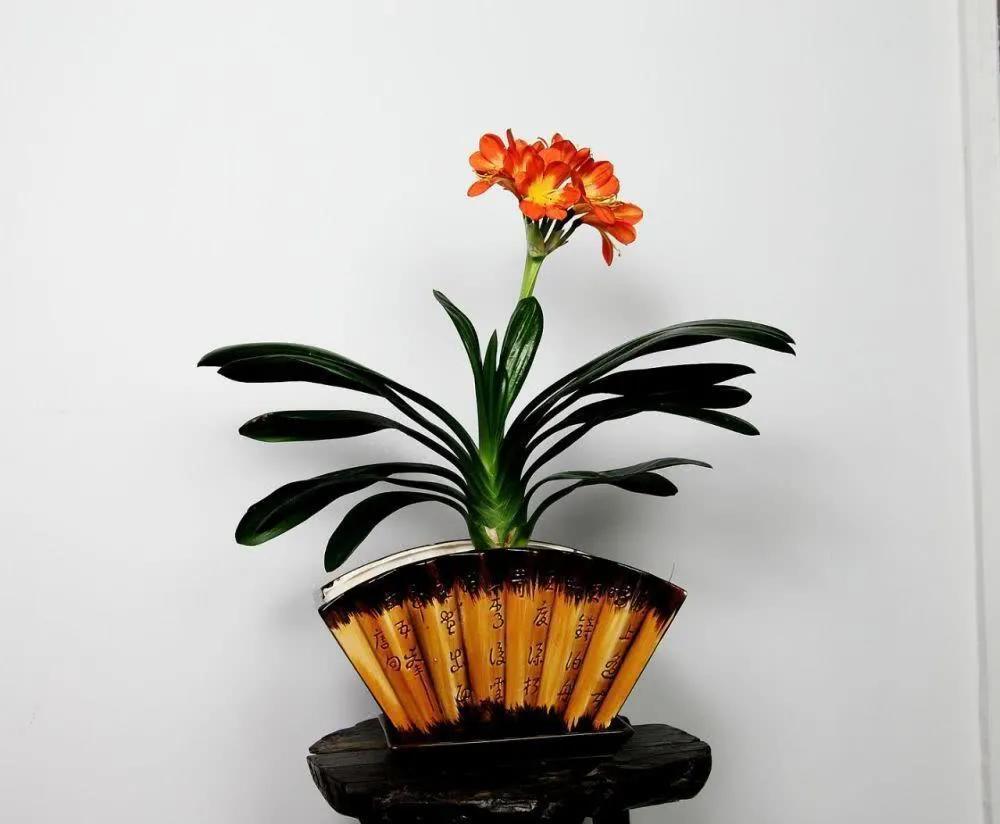 挑选栽培君子兰,教你几个妙招,姿态美开花早