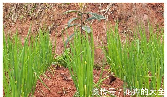 面条|农家小院最受欢迎的几种蔬菜,随吃随取,你最喜欢吃那个?