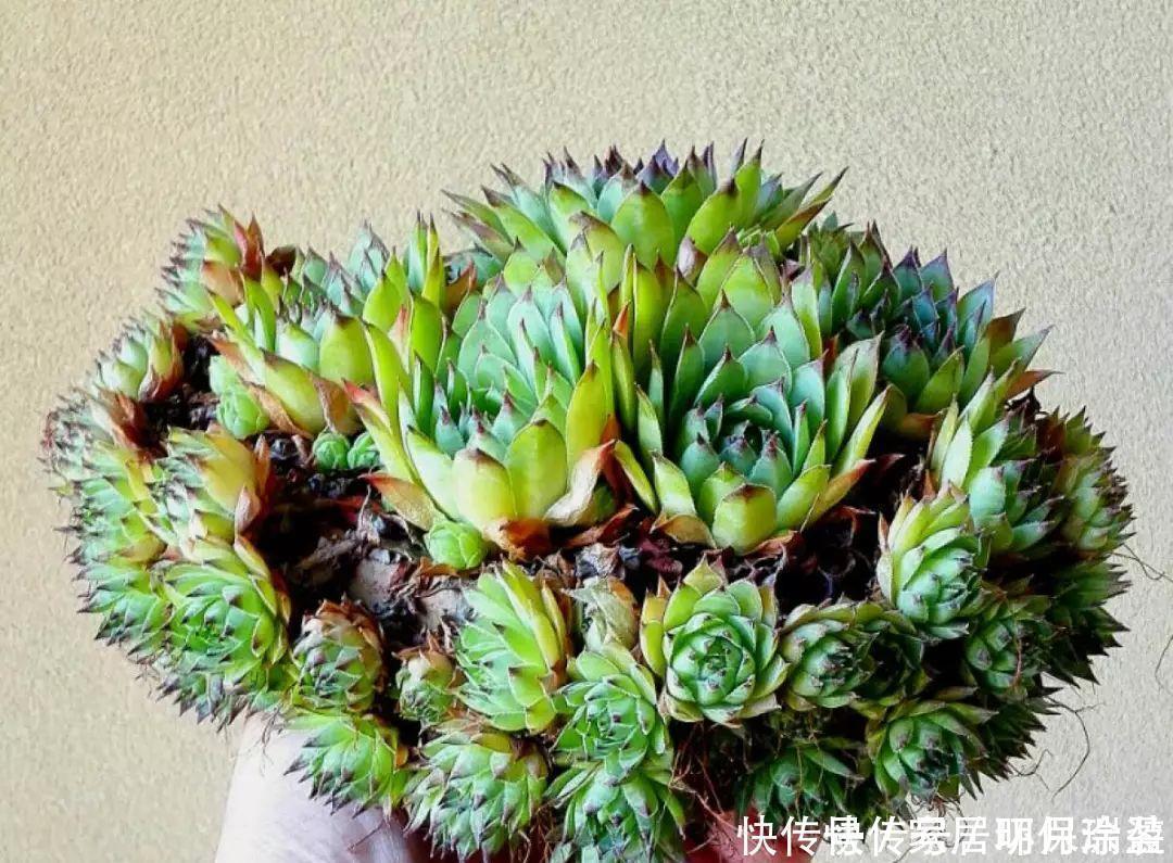 铜钱草|养花达人：张大爷家的花，1年养成“大转盘”，1次冒出25个头！