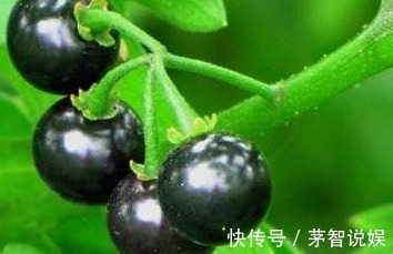 发育不良|路边黑黑甜甜的小果实,竟有如此效果,真是不敢相信,建议收藏!