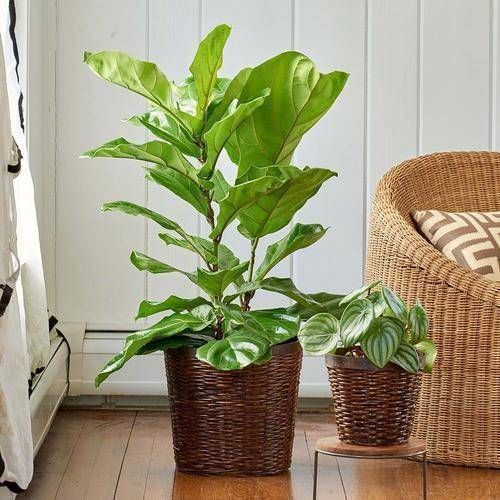 客厅|3种大盆栽,在客厅养一盆,美观大方,还能吸甲醛