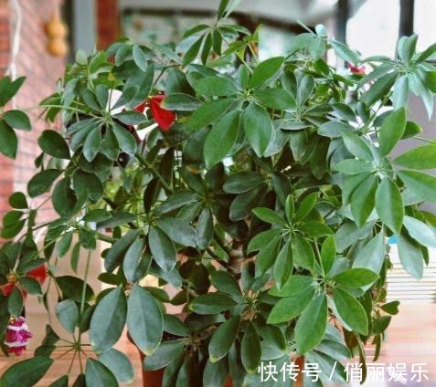 新芽|养鸭掌木，按照“此方法”，四季常绿“没毛病”，新芽再也不发黑