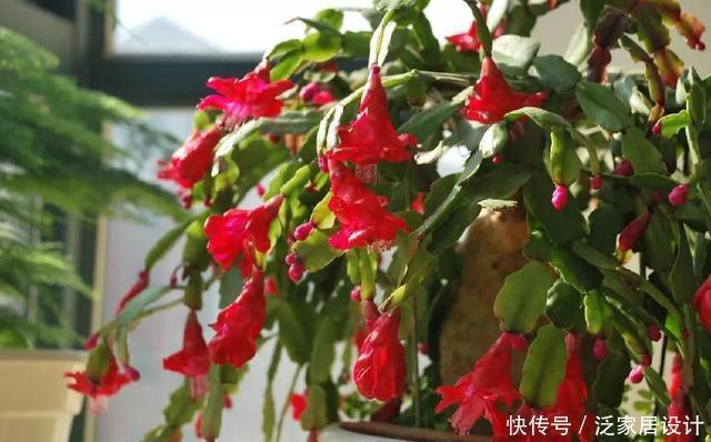 旺盛期|蟹爪兰这么浇水，不仅不死，反而长的更好了