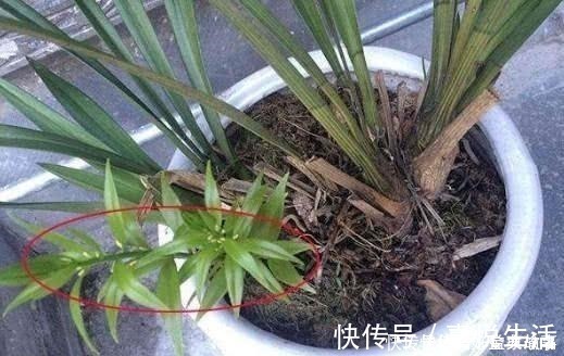 养了快十年花才明白,花盆里长的“杂草”别拔,留着很有用处
