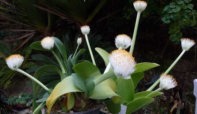 花卉|虎年春节不能少的4种虎花，养在家里虎虎生威，旺家有旺财