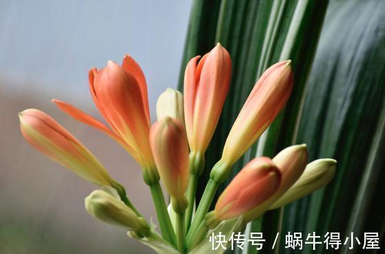 提高君子兰开花率的4种“宝贝”,第一种免费,第四种自己能制作