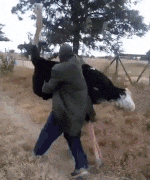 |搞笑GIF: 现在做生意太难了 今天有位客人要吃毛衣