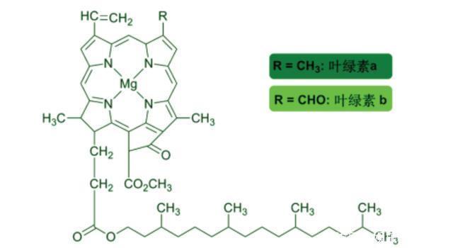 被子植物我就是要开最多彩的花,传最高效的粉!