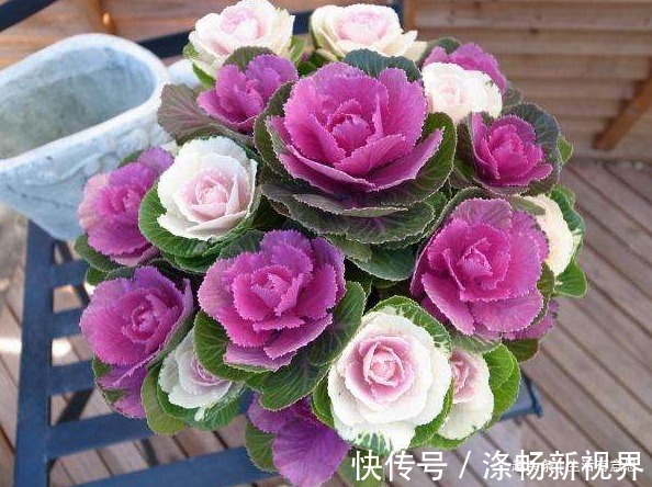 做梦都想变成花的青菜,梦想成真!逆袭成功变盆栽,教你养护方法