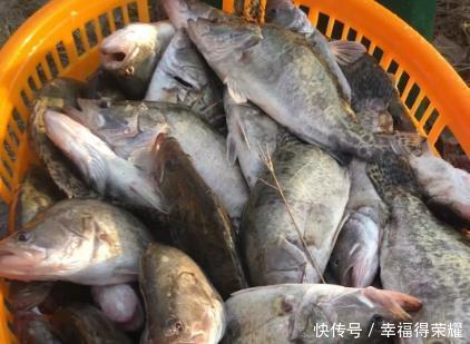 买鱼专挑3种鱼,口感鲜嫩鱼刺少,营养丰富味道好,渔民强烈推荐